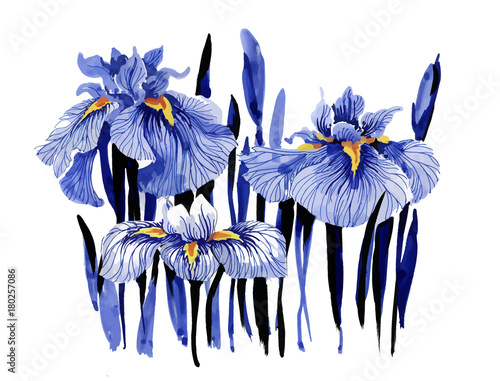 Hand drawn blue iris flowers on white background.