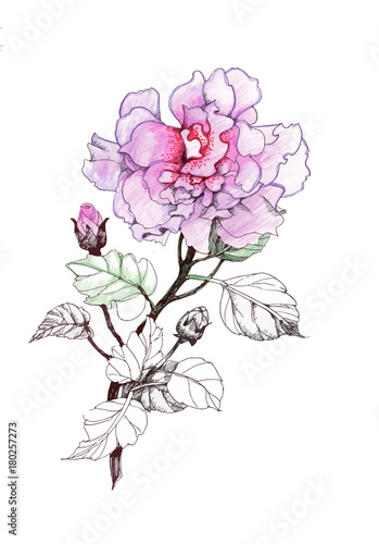 Hand drawn watercolor pink flower isolated on white background.