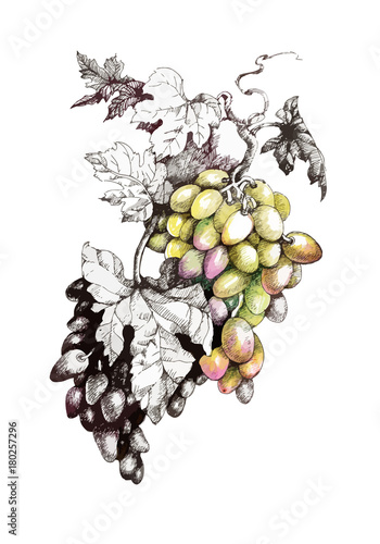 Hand drawn painting with colorful bunches of grapes and leaves on white background.