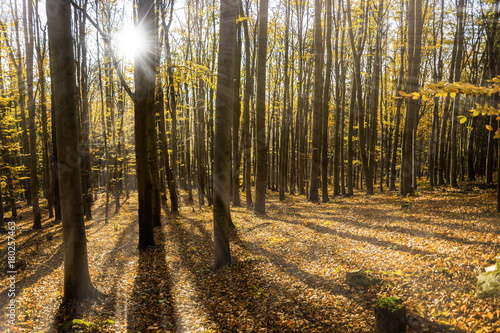 Autumn forest