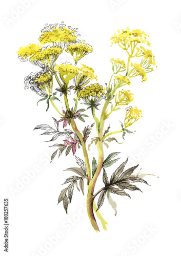 Hand drawn painting with colorful flowers on white background.