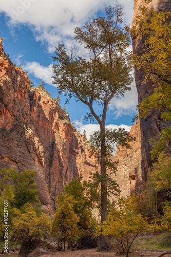 Scenic Fall Landscape Zion National Park