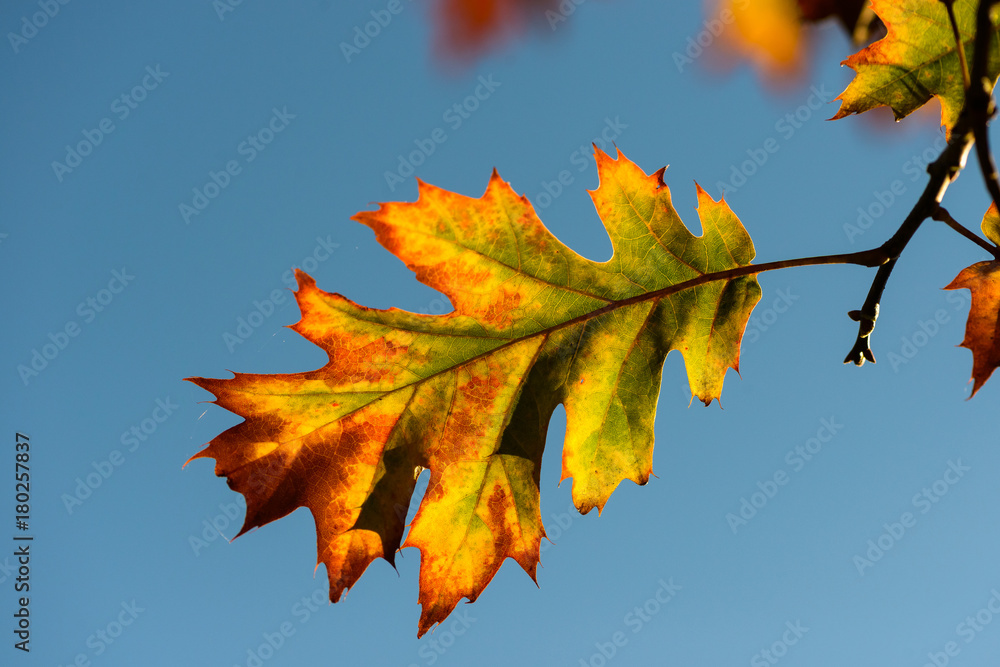 Fototapeta premium Herbstblatt