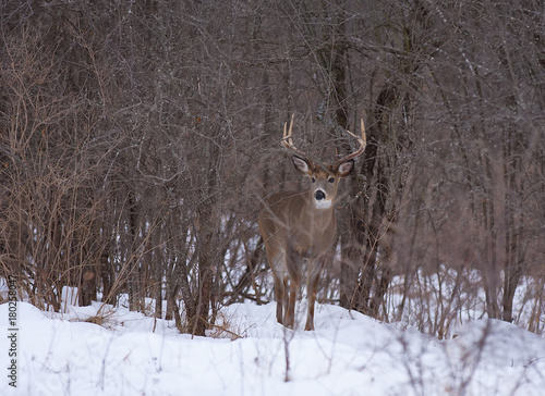 White-tailed deer buck in the winter snow in Canada