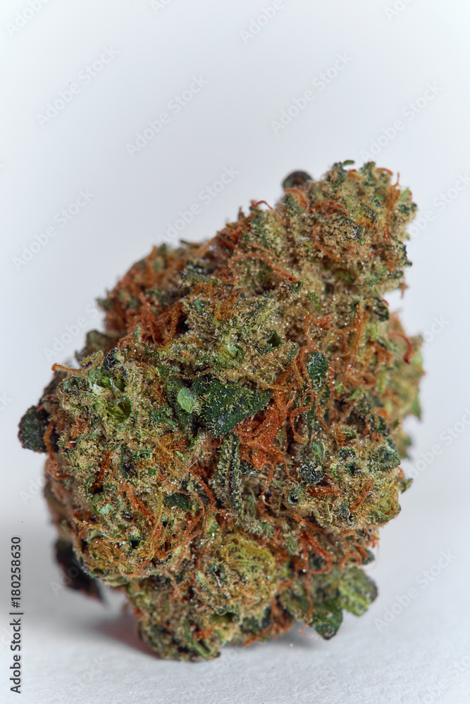 Close up of prescription medical marijuana Strawberry Cough flower sativa strain on white background Close up of prescription medical marijuana Strawberry Cough flower sativa strain on white background