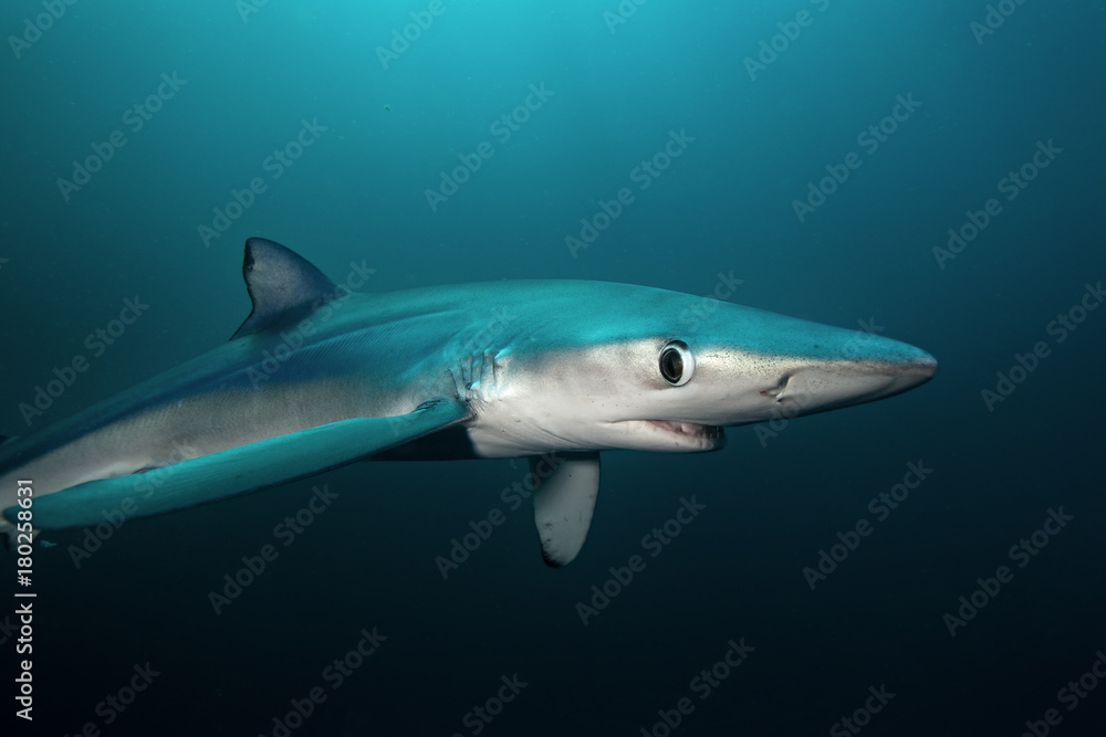 Fototapeta premium blue shark, prionace glauca, South Africa