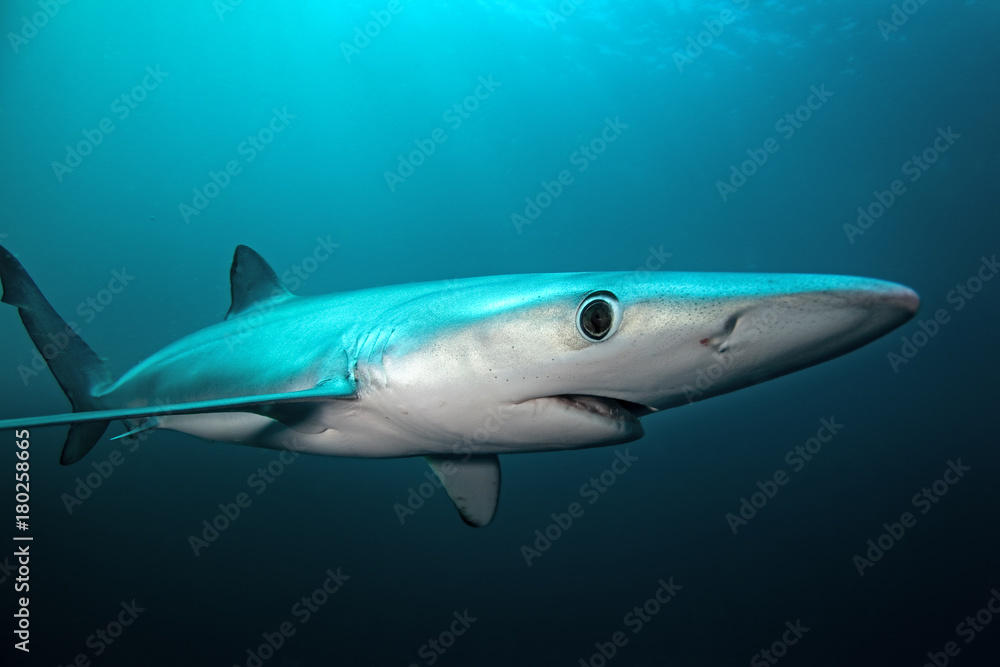 Fototapeta premium blue shark, prionace glauca, South Africa