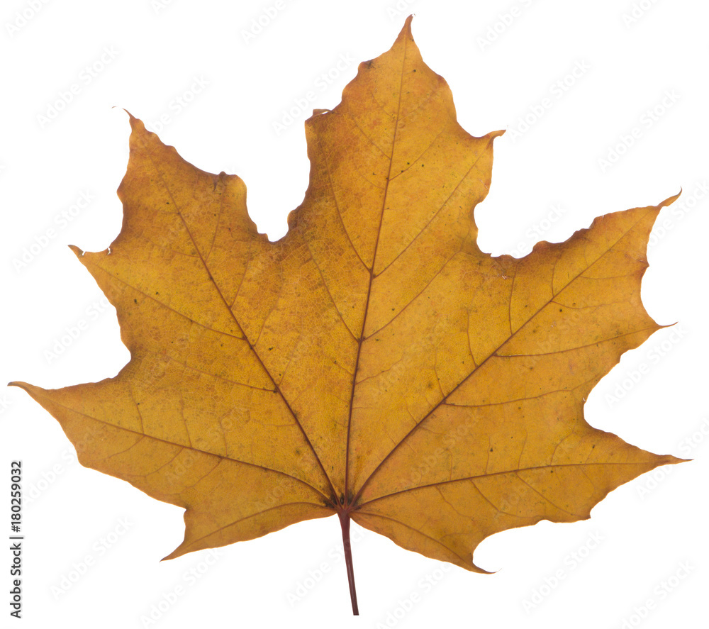 yellow maple leaf on a white background is the most commonly used sun symbol yellow maple leaf on a white background is the most commonly used sun symbol