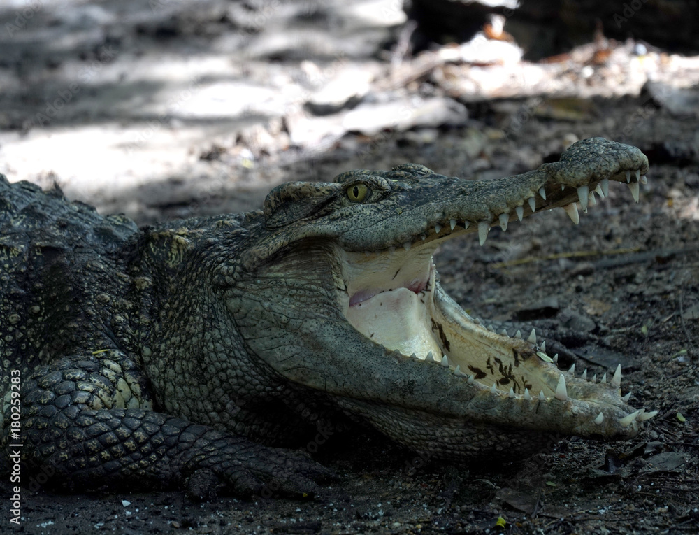 Naklejka premium Crocodile with stagnant