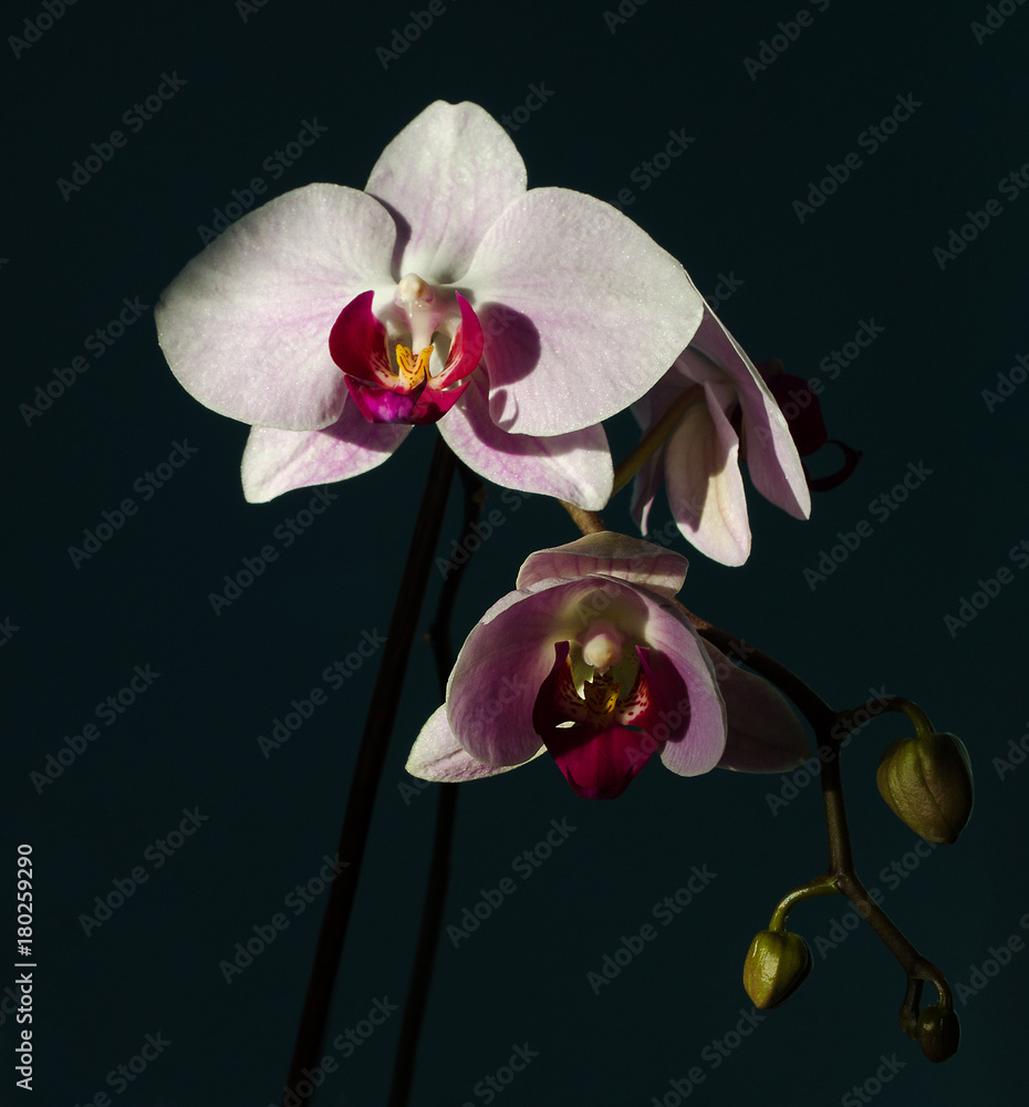 Fototapeta premium A magnificent branch of an orchid with large flowers blossomed in the background