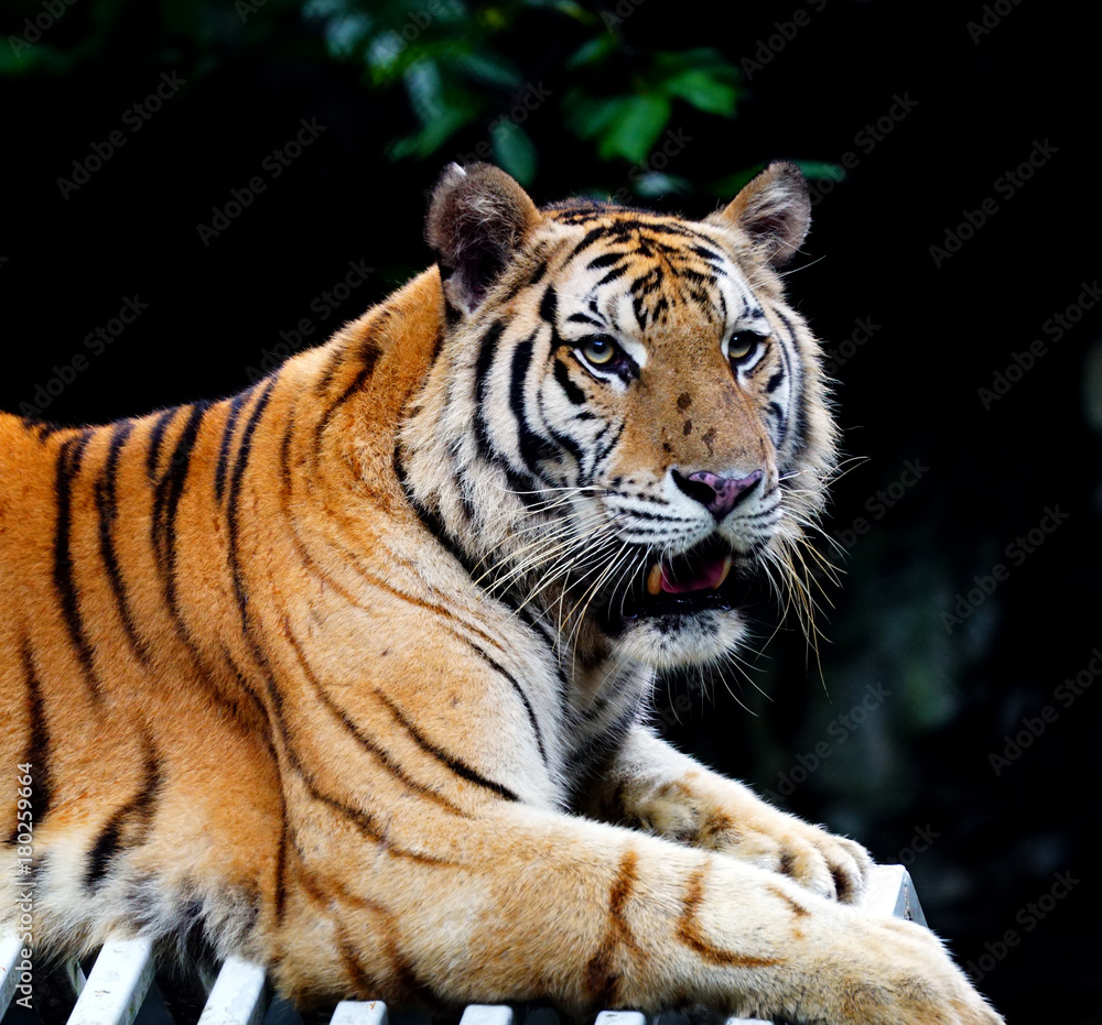 The Tiger The Tiger