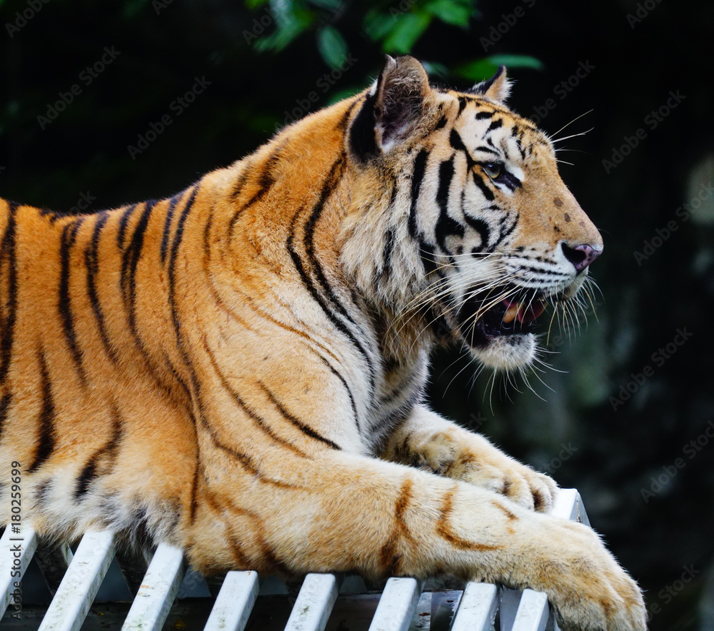 Fototapeta premium The Tiger