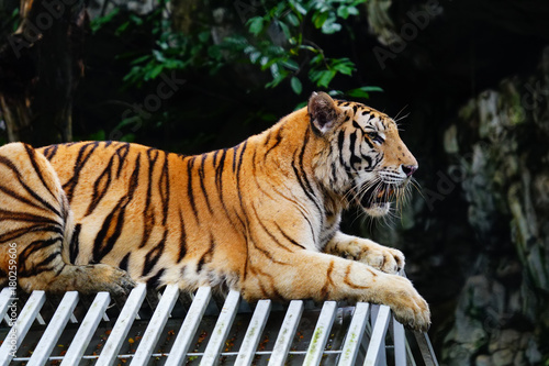 Tigers on vacation