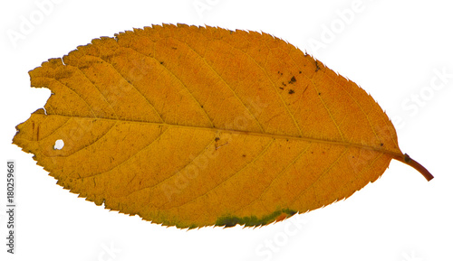 Yellow sakura leaf isolated on white background