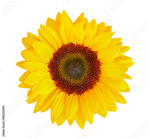 sunflower (Helianthus annuus) isolated on white background, clipping path included photo