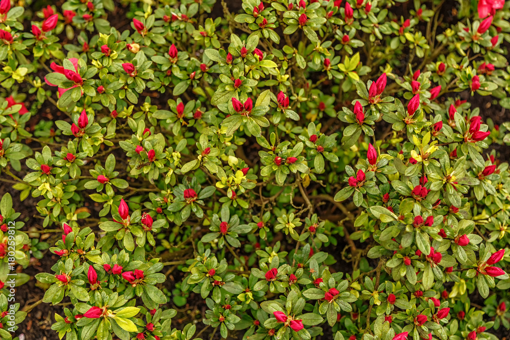 Floral background of azalea (rhododendron)