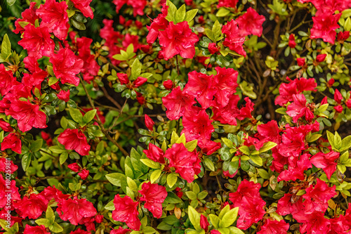 Fototapeta Naklejka Na Ścianę i Meble -  Floral background of azalea (rhododendron)