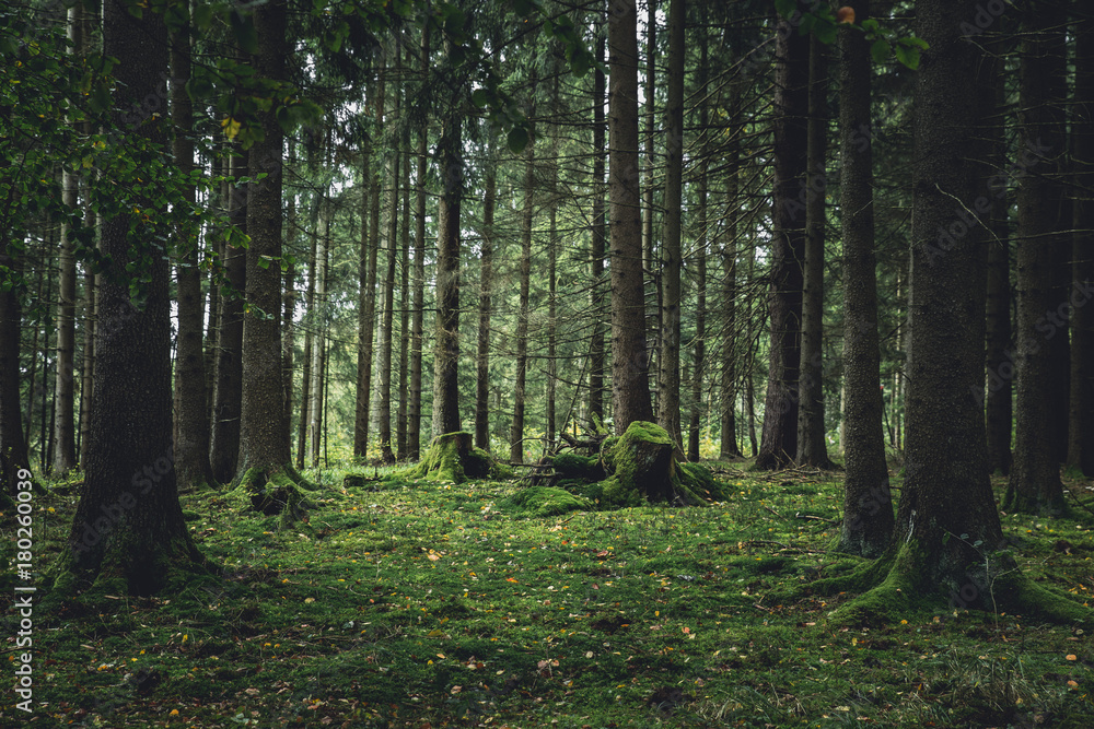 Fototapeta premium ciemny las