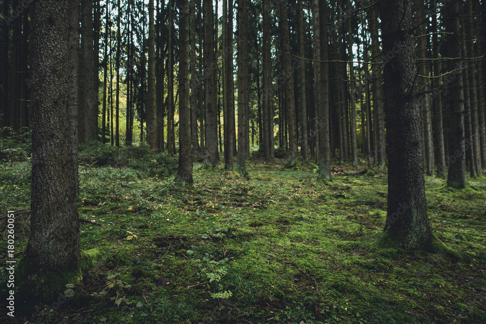 dark forrest dark forrest