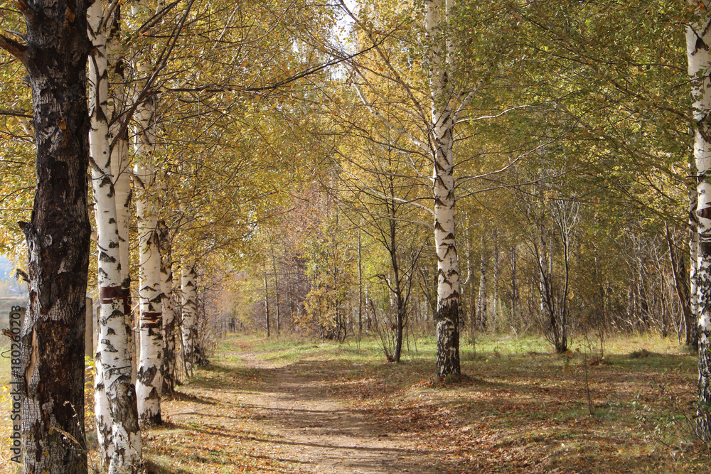 the birch avenue in the city park the birch avenue in the city park