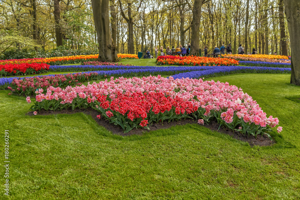 Blooming flowers in Keukenhof park