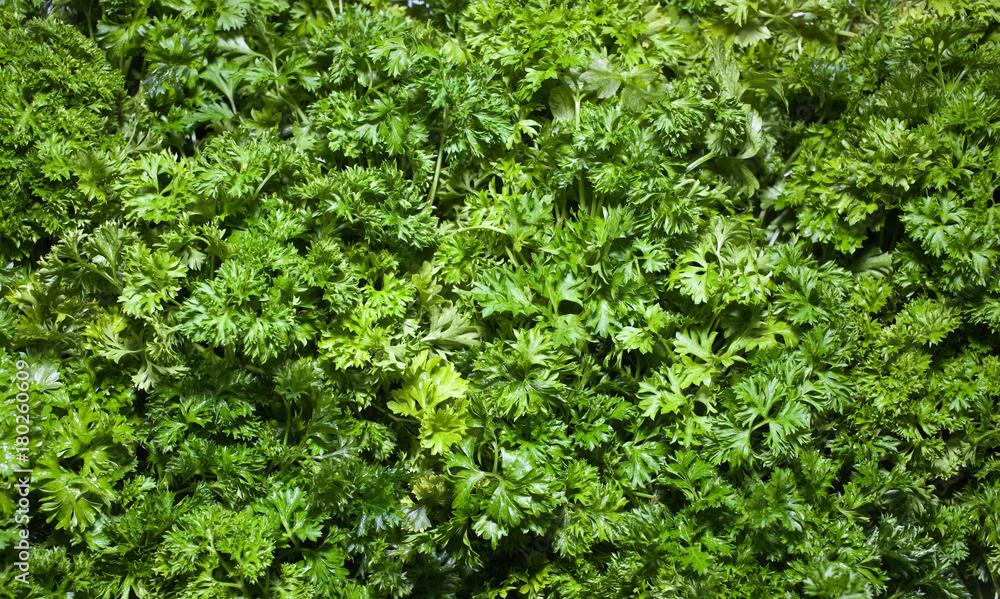 Parsley texture, greens, healthy eating
