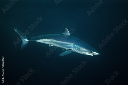 mako shark, Isurus paucus, South Africa