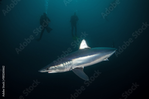 mako shark, Isurus paucus, South Africa © prochym