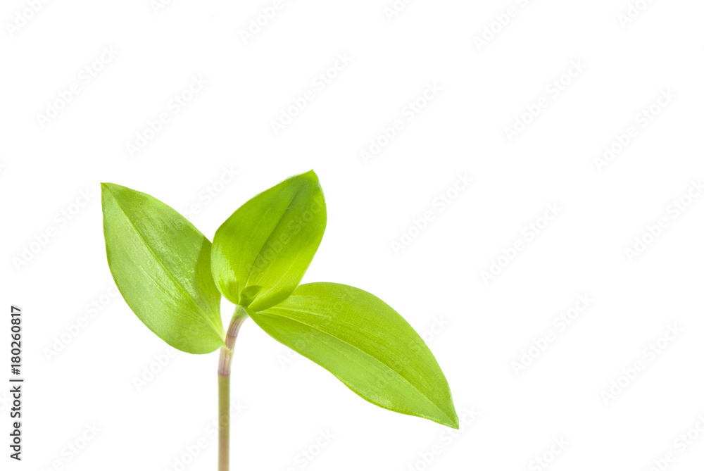 delicate bright green sprout isolated delicate bright green sprout isolated