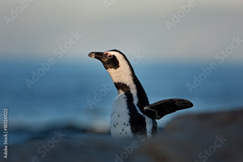 African penguin, spheniscus demersus, South Africa © prochym