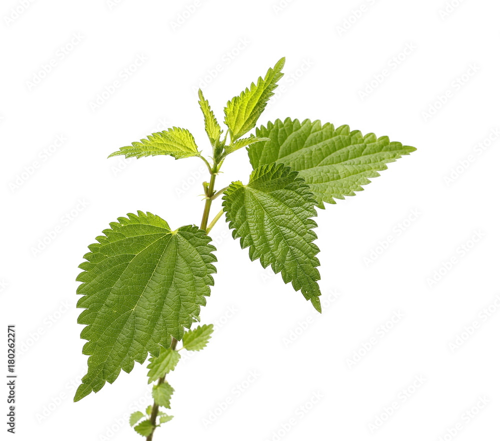 Stinging nettle leaf, isolated on white background Stinging nettle leaf, isolated on white background