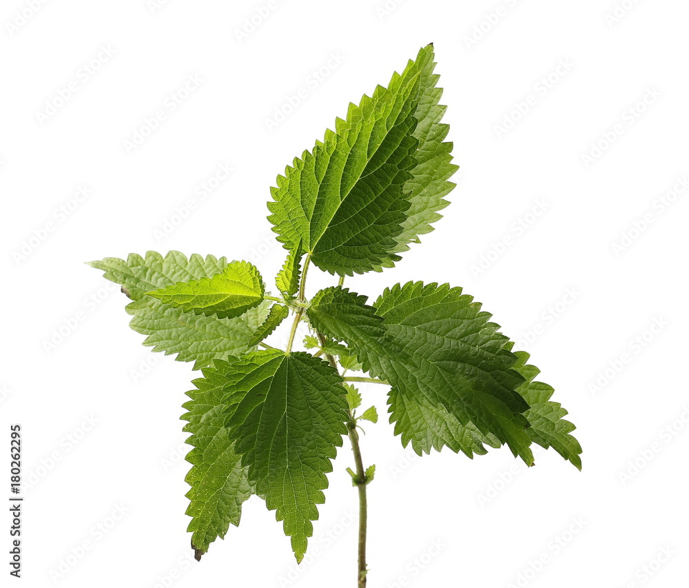 Stinging nettle leaf, isolated on white background Stinging nettle leaf, isolated on white background
