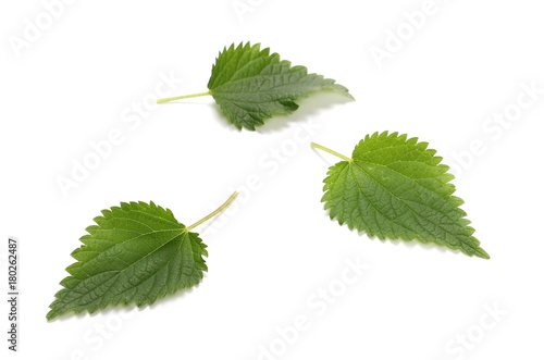 Stinging nettle leaves, isolated on white background