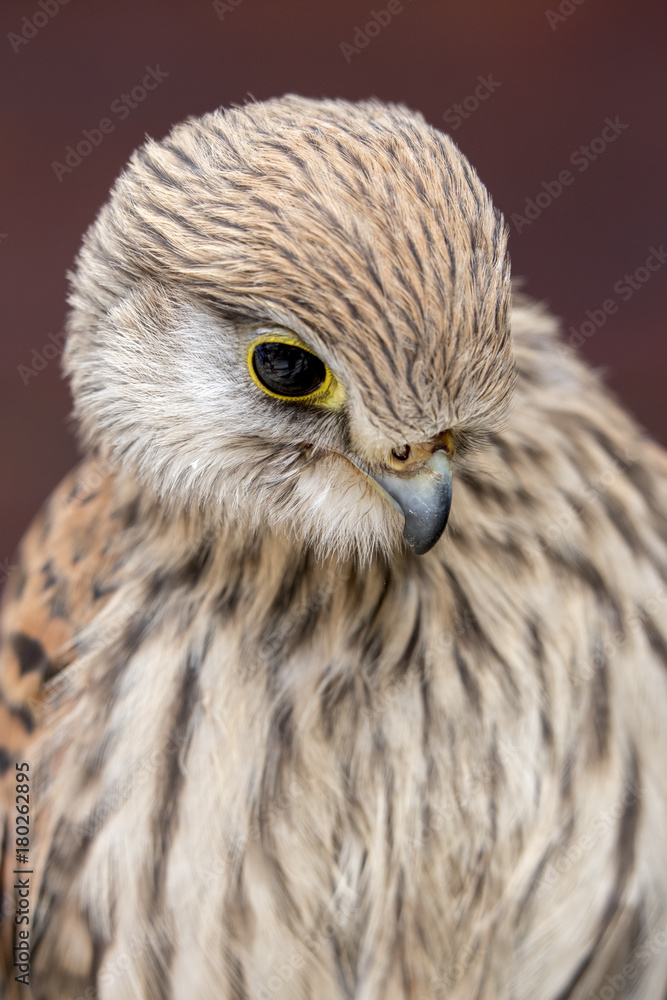 Obraz premium Bird of prey