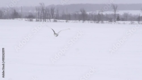 Snowy owl flying in a circle