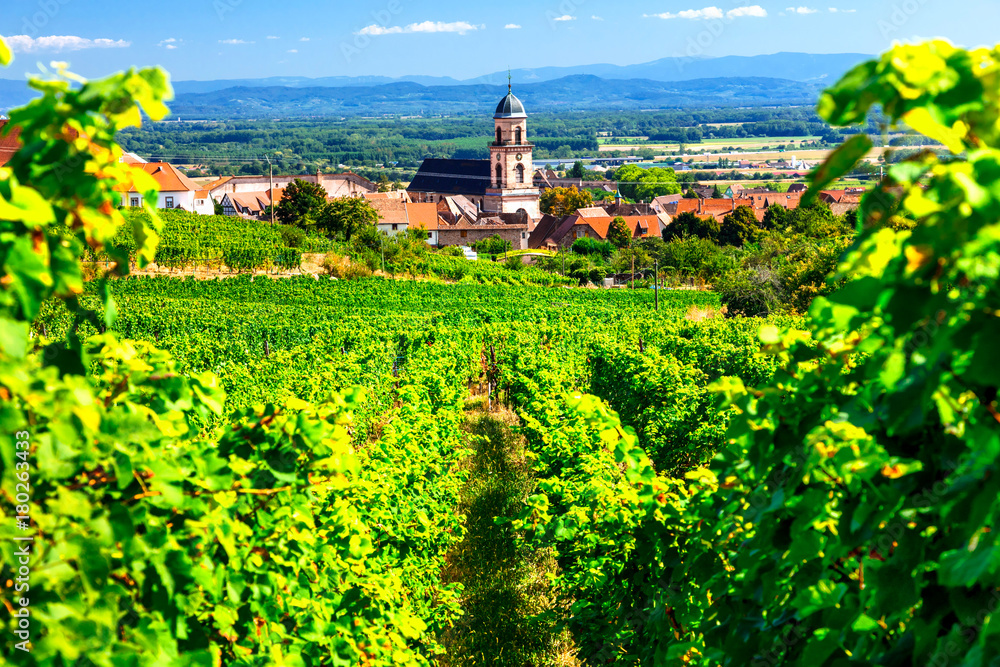 Vineyards of France. Famous Alsace region with pictorial traditional villages