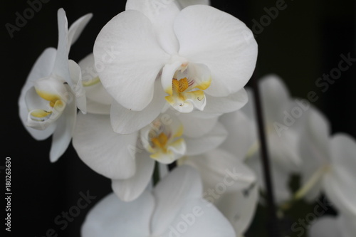 Fototapeta Naklejka Na Ścianę i Meble -  Orchidée blanche