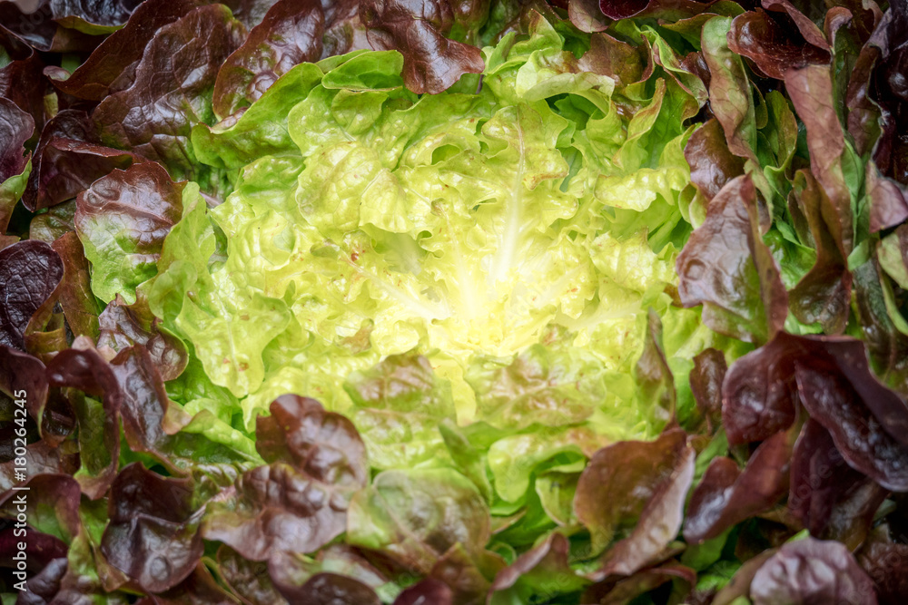 Obraz premium Bio organic oakleaf lettuce closeup, top view in natural light