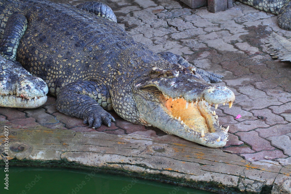 Obraz premium crocodile