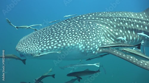 Whale shark (Rhincodon typus) 