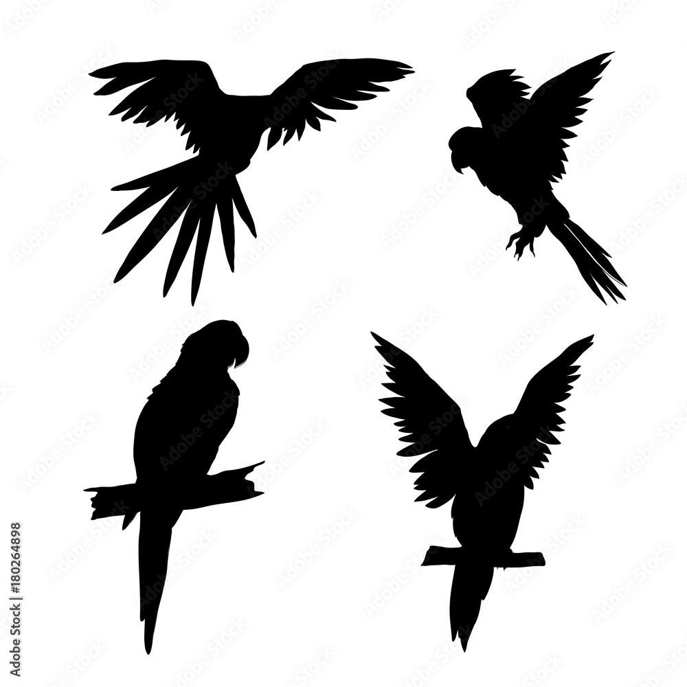 Fototapeta premium Vector illustration. Seth from parrots in different angles. Black silhouette.