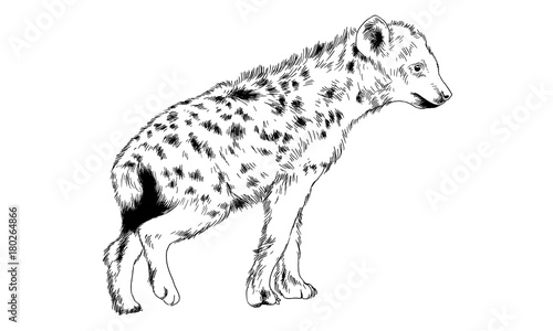hyena drawn in ink by hand on a white background