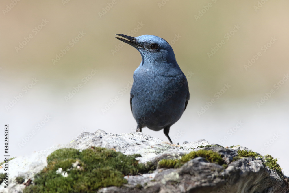 Blue rock thrush, male on the rocks Blue rock thrush, male on the rocks
