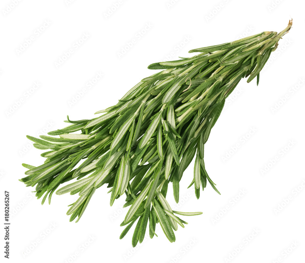 Fototapeta premium Dense long branch rosemary on light background.