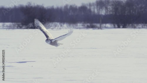 Snowy owl flying over the snow
