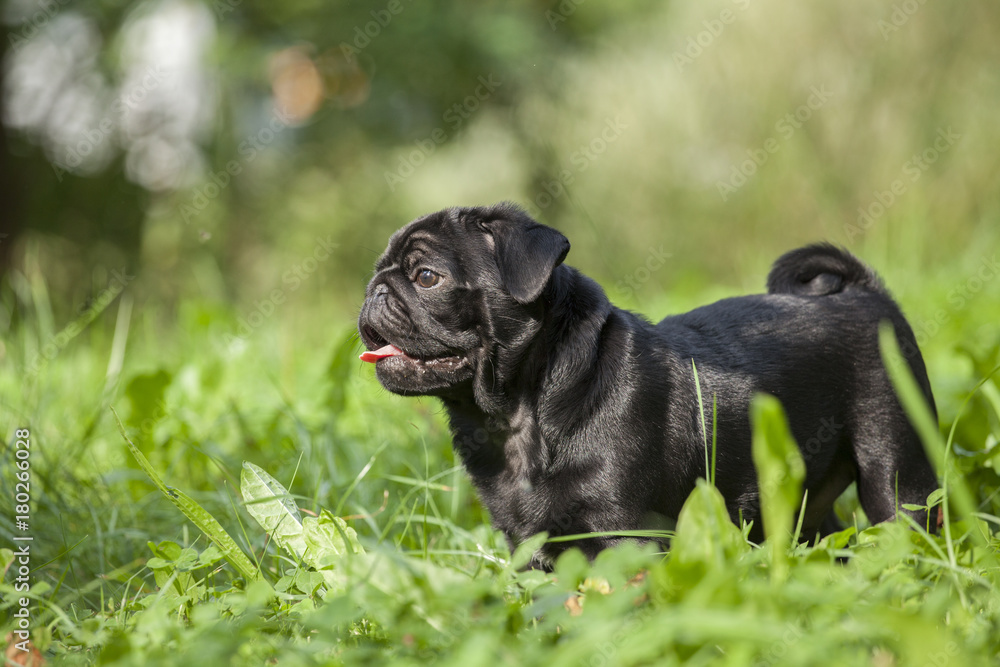 cute little happy black puppy pug in park on grass training