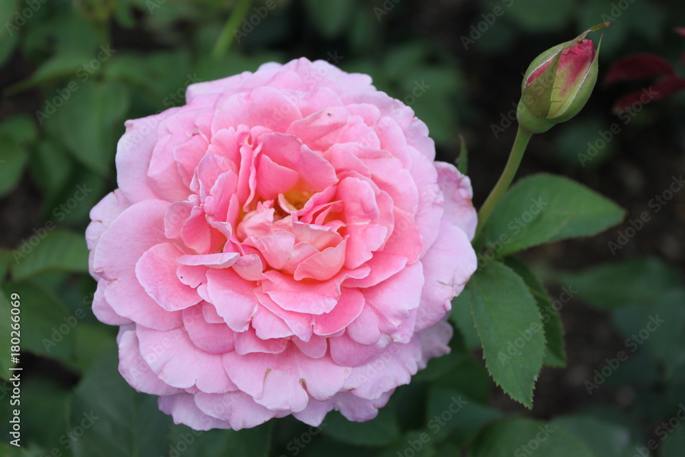 This lovely rose is in full bloom, its soft pink petals brightening the garden on a cloudy day in summer.
