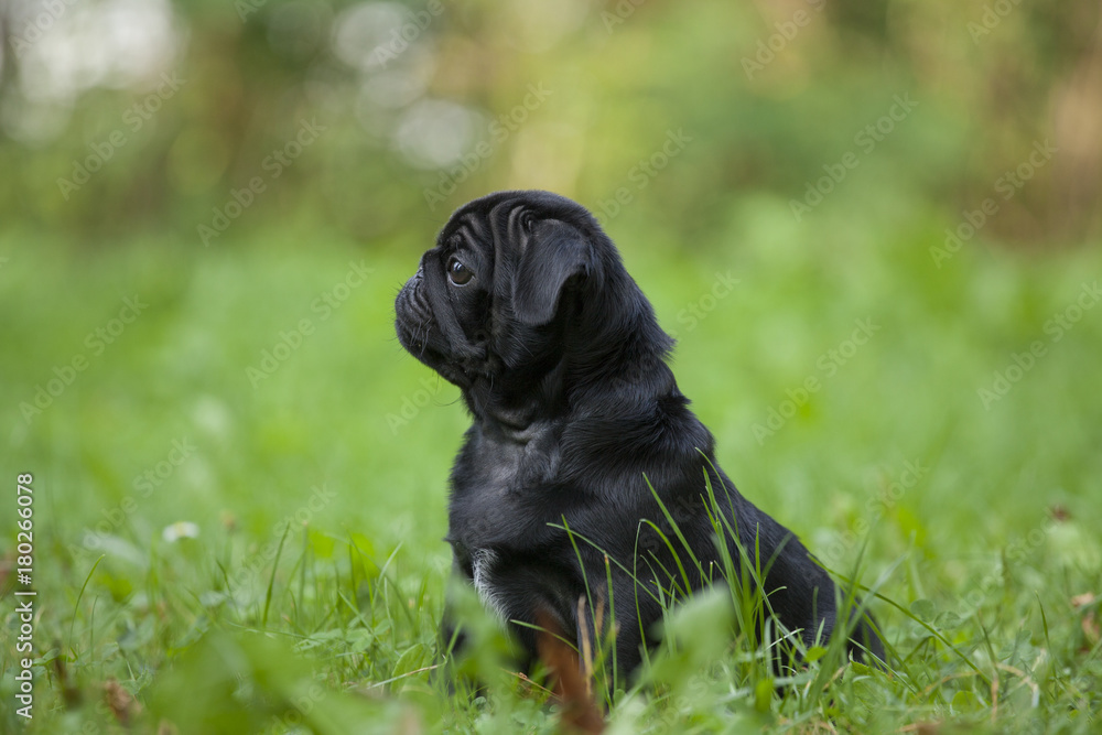 cute little happy black puppy pug in park on grass training cute little happy black puppy pug in park on grass training