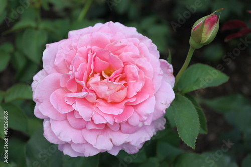 This lovely rose is in full bloom  its soft pink petals brightening the garden on a cloudy day in summer.