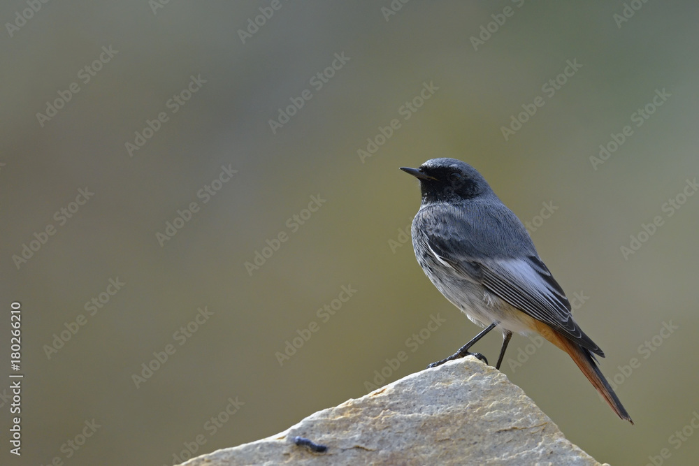Black Redstart (Phoenicurus ochruros), Crete Black Redstart (Phoenicurus ochruros), Crete
